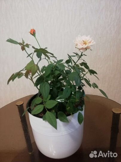 Роза комнатная