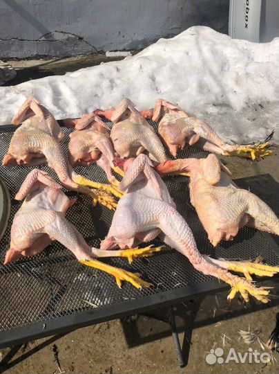 Домашние суповые тушки кур