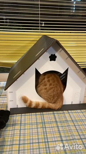 Котики бесплатно 4 месяца