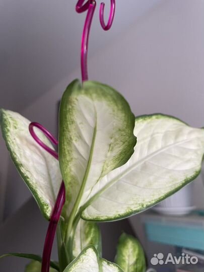 Диффенбахия камилла