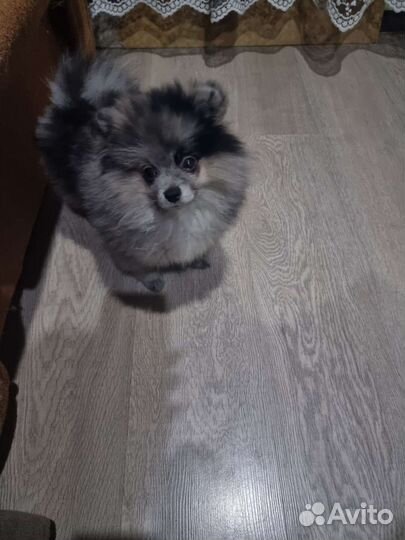 Померанский шпиц мини, мрамор