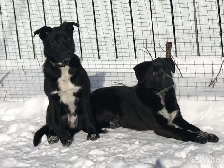 Барон и Балу в добрые руки