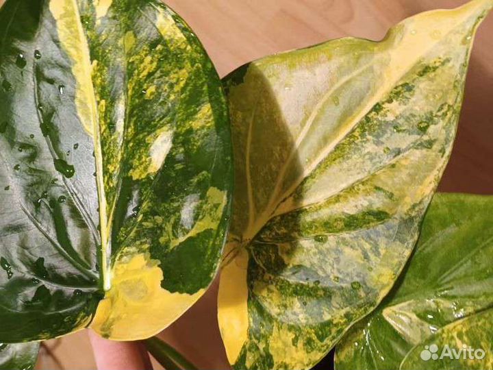 Алоказия кукулата вариегатная детки