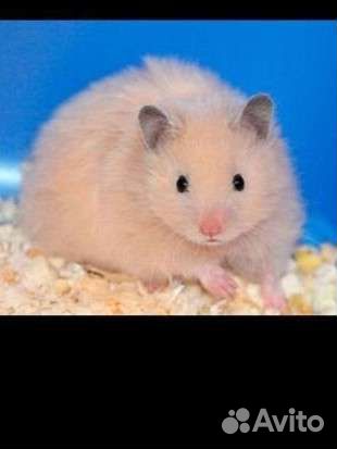 Сирийский хомяк