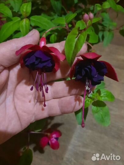 Цветущая фуксия в 3л кашпо с подвесом