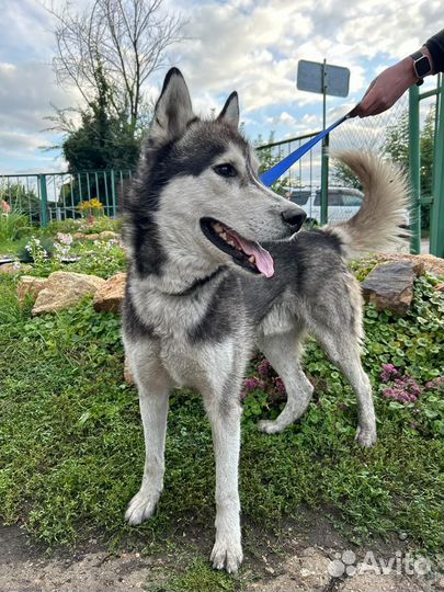 Хаски Алтай