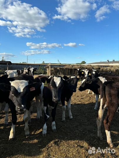 Телята бычки на откорм