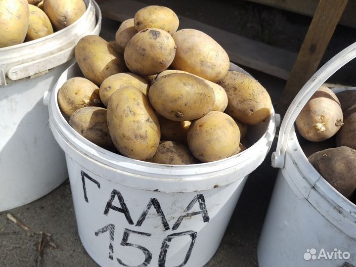 Семена картофеля сорт Гала