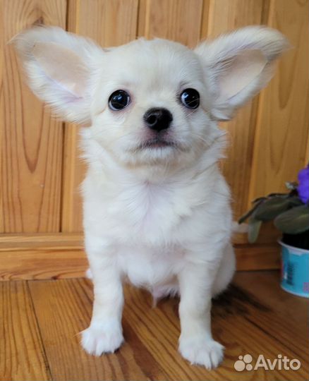 Чихуахуа породный малыш