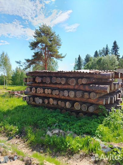 Лес строевой сосна