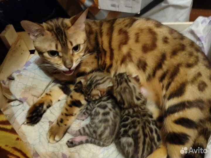 Бенгальская котята