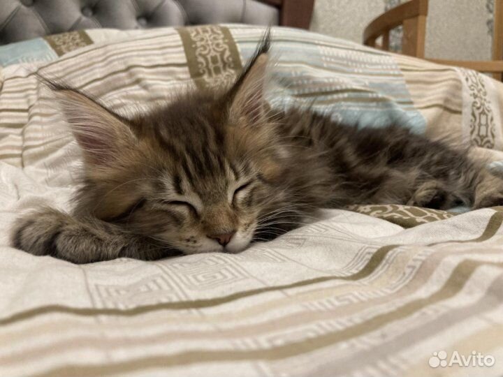 Котята мейн-кун