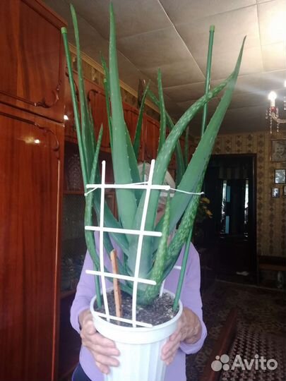 Алоэ вера растение