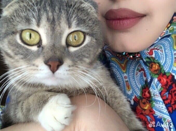 Потерялась моя кошка