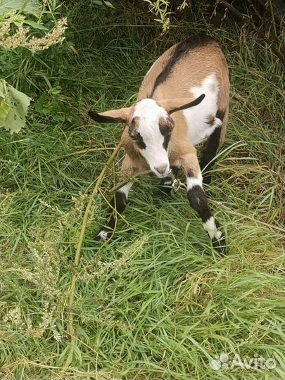 Продаётся козлик