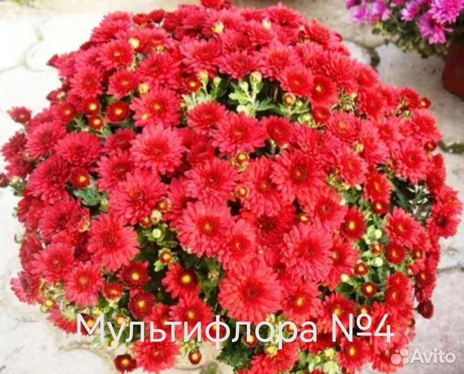 Хризантема шаровидная