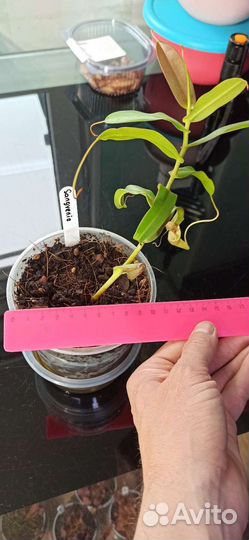 Непентос Sangvenia