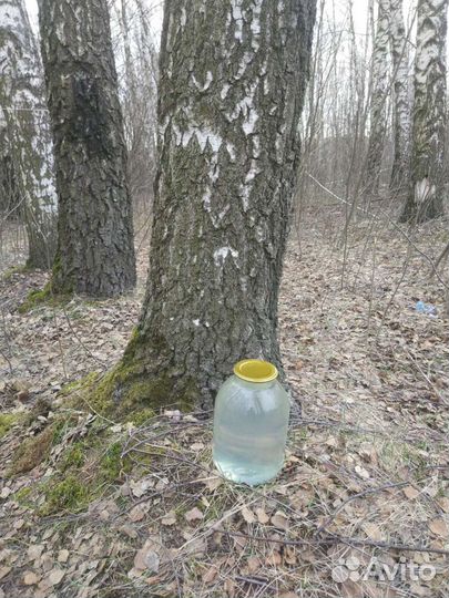 Сок березовый