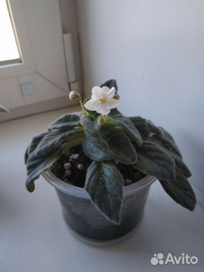 Цветущие фиалки