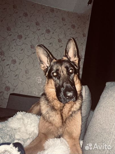 Ищем девочку для случки