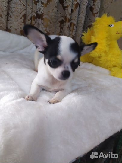 Чихуахуа девочка