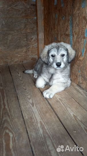 Щенок ищет дом