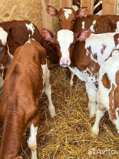 Телята бычки тёлки/ Доставка бесплатно