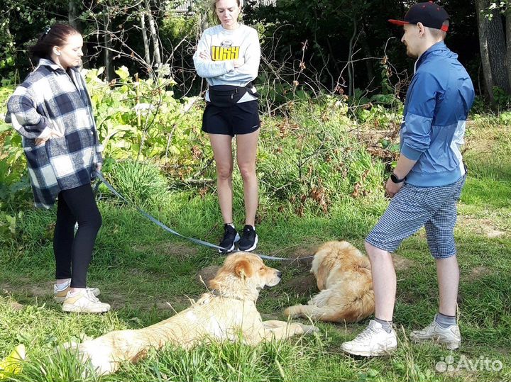 Собаки Биба и Боба в опасности
