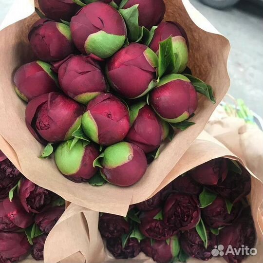 Пионы С доставкой / 31 пион