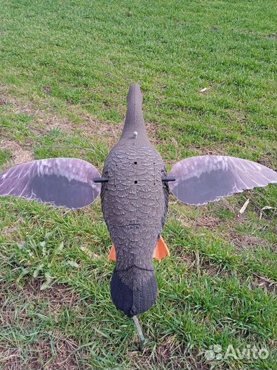 Махокрыл гусь