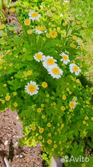 Многолетние цветы для сада