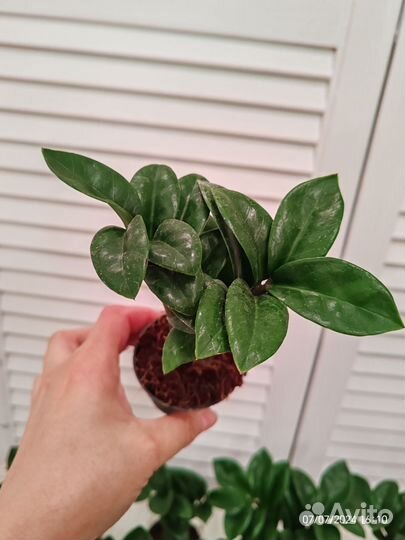 Замиокулькас зензи жук 6/15