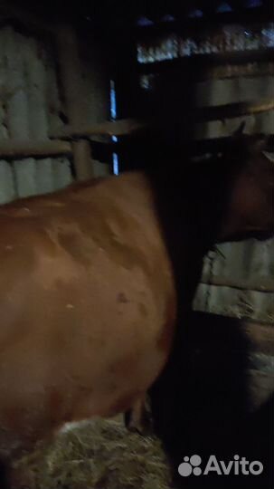 Корова высокоудойная