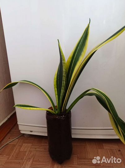 Сансевиерия