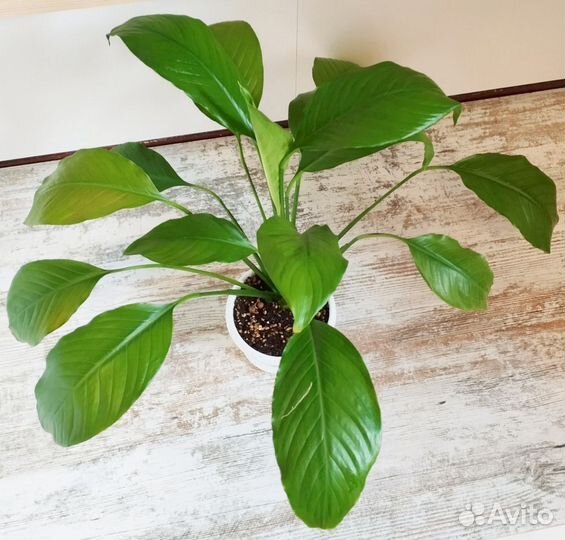 Спатифиллум