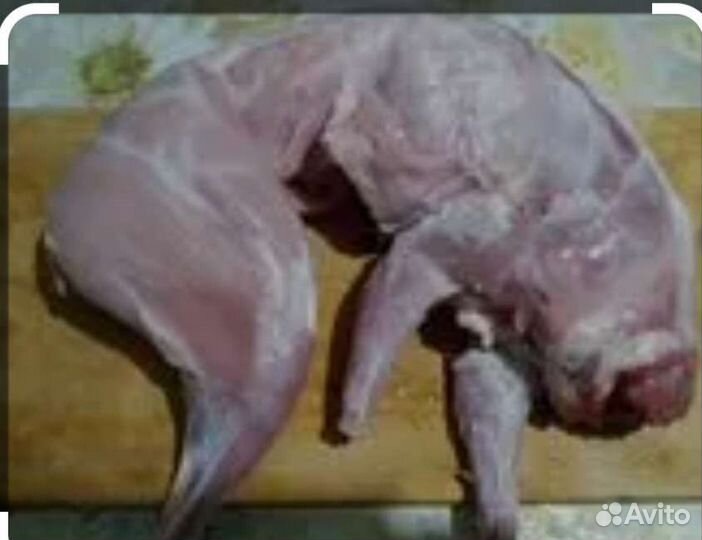 Мясо кролика цена за 1 кг