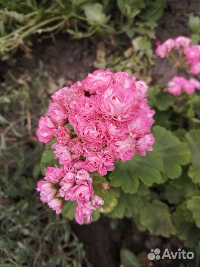 Герань пеларгония розебудная