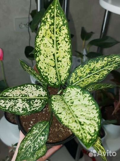 Аглаонема Вайт Киви
