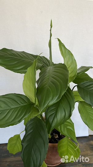 Аглаонема умеренная