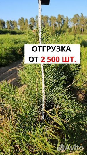 Саженцы ели европейской окс