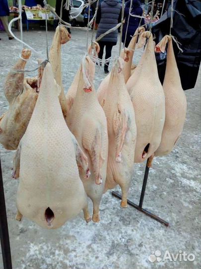 Мясо домашних гусей,уток,кур и перепелок