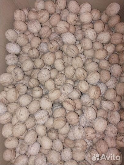 Грецкий орех в скорлупе 2024