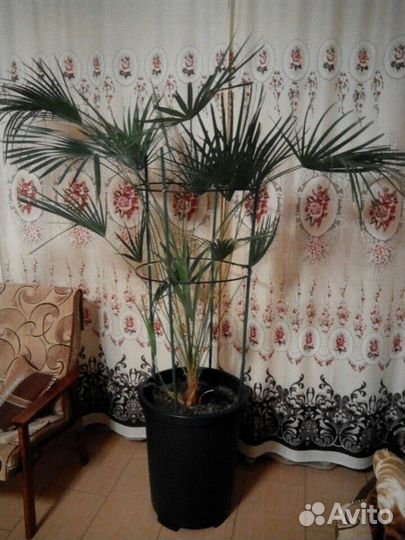 Пальма (хамеропсис)