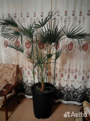 Пальма (хамеропсис)