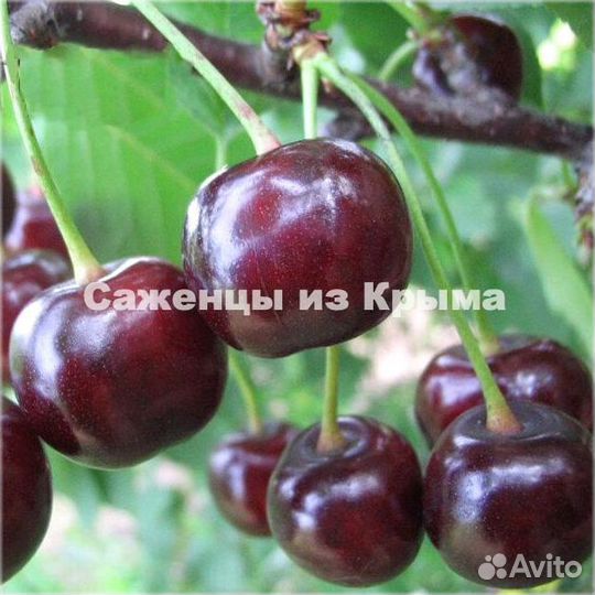 Саженцы Вишни Чудо-Вишня(Дюк)