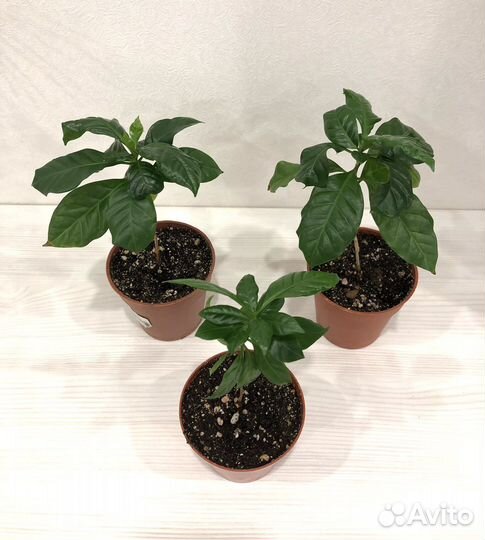 Кофе арабика