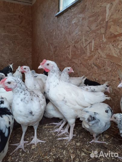 Молодые петухи