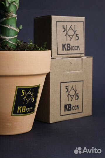 Хлорофитум. Комнатные цветы