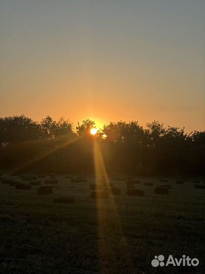 Сено луговое и люцерна в тюках 2024 год