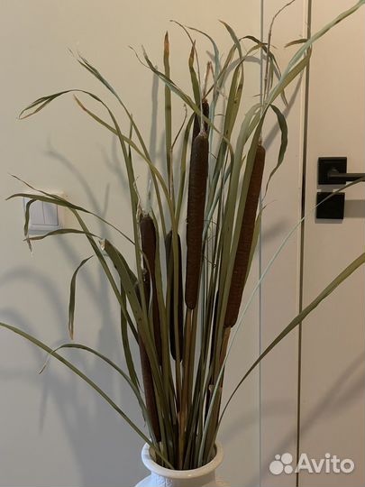 Рогоз для декора